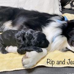 Bordoodle Puppies from Smarti Doodles