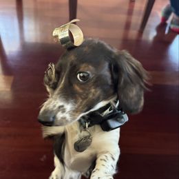 Lana - Dachshund