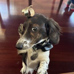 Lana - Dachshund