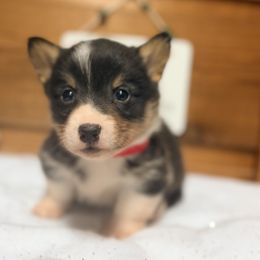Red collar boy - Black and tan male Pembroke Welsh Corgi puppy in Monterey, Tennessee from Co-Pilot Corgis