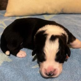 Jeep Islander - Black tri-color female Australian Shepherd puppy in Bennett, Colorado from Alolan Angel Aussies