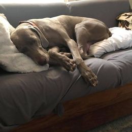 Labrador Retriever and Weimaraner All Grown Up from Kathy Welle
