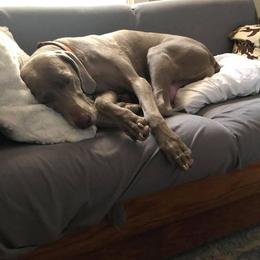 Labrador Retriever and Weimaraner All Grown Up from Kathy Welle