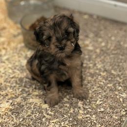 Bristol - Merle male Schnoodle puppy in Placerville, California from Rpuppies