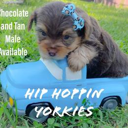Yorkshire Terrier Puppies from Hip Hoppin Yorkies