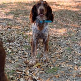 Amaretto - Tri-Roan female English Springer Spaniel puppy in Uvalda, Georgia from Willow Creek Farms