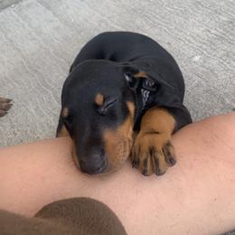 Doberman Pinscher Puppies from Ranchers Companion Doberman Kennel