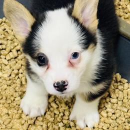 Baby Ruth, AKC girl with blue eye, docked tail - Black and tan female Pembroke Welsh Corgi puppy in Taylorsville, North Carolina from Mill Creek’s Pembroke Welsh Corgis and French Bulldogs