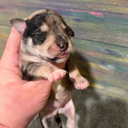 Boy 3 Merle - Liver male Miniature Schnauzer puppy in Hickory Grove, South Carolina from Oopsie Doodles