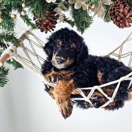 Reed - Phantom male Poodle puppy in Gaylord, Michigan from Dog Mom Co.