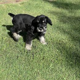 Giant Schnauzer Puppies from Hannah's Haus & Farm