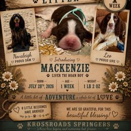 Mackenzie - Tri-Roan male English Springer Spaniel puppy in Cookeville, Tennessee from Krossroads Kennel
