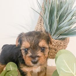 Yorkshire Terrier Puppies from Elaine’s Pup Co.