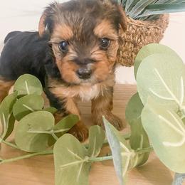 Yorkshire Terrier Puppies from Elaine’s Pup Co.