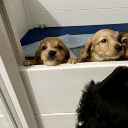 Dachshund Puppies from Lakeshore Dachshunds