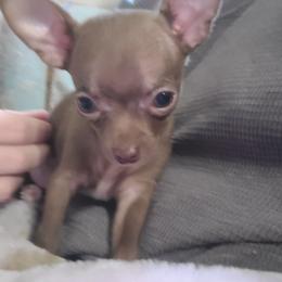 Boy 2 - Chocolate male Chihuahua puppy in Warsaw, Virginia from B&D Chihuahuas