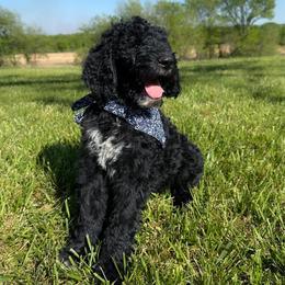 Roger - Black male Goldendoodle puppy in Osage City, Kansas from Golden Ridge Goldens