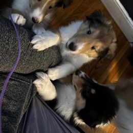 Collie Puppies from Kimberly Robillard