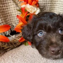 Aussiedoodle, Australian Shepherd, Bernedoodle, Cockapoo, and Poodle Puppies from Sis' Doodles & Poodles