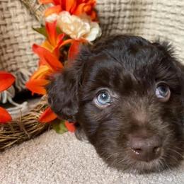 Aussiedoodle, Australian Shepherd, Bernedoodle, Cockapoo, and Poodle Puppies from Sis' Doodles & Poodles