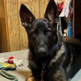 Jolene - German Shepherd