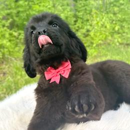 Lizzy OFA - Black female Newfoundland puppy in Falmouth, Michigan from Dyer Lake Newfoundland’s