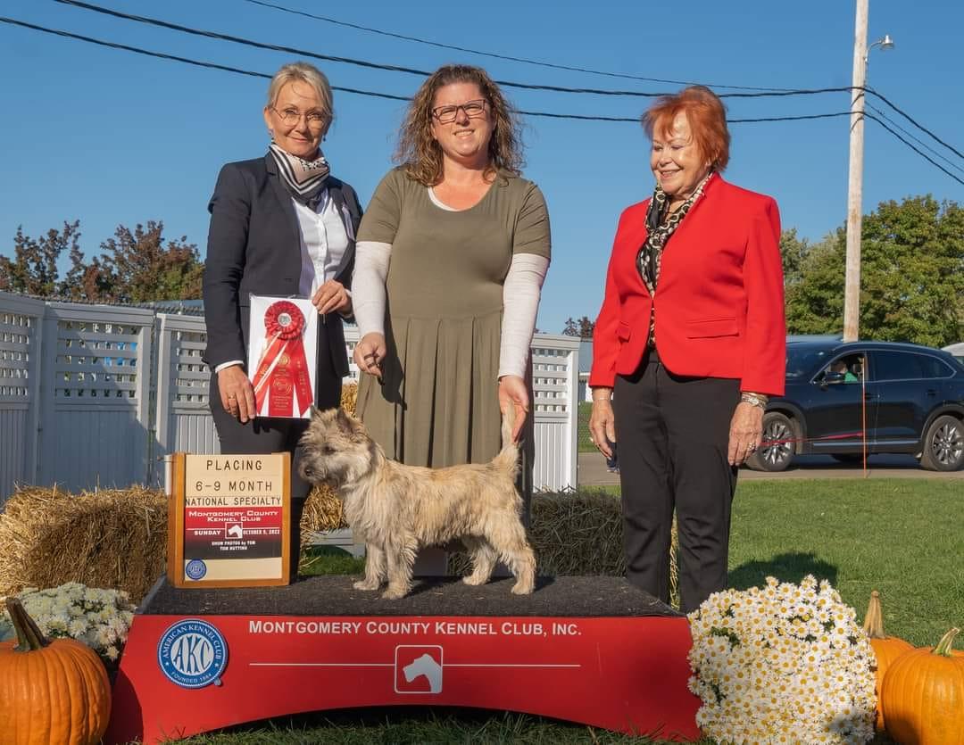 CastleRock Cairns in Connecticut Cairn Terrier puppies Good Dog