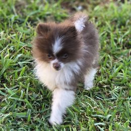 Corduroy aka Chocolate swirl - Chocolate parti male Pomeranian puppy in El Centro, California from BabyBooPoms