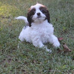 Cavapoo puppies from Brew House