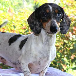 Greta - Dachshund