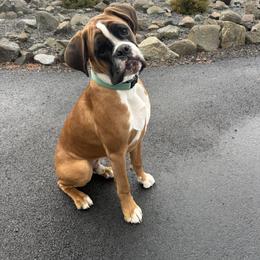 Auggie - Boxer
