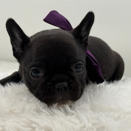 Gigi - Brindle female French Bulldog puppy in Largo, Florida from Big Daddy Frenchies