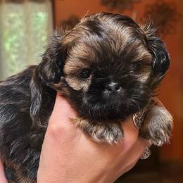 Whipped Cream - Red female Shih Tzu puppy in Nekoosa, Wisconsin from Brox Acres House of Fur LLC