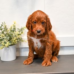 Aussiedoodle, Bernedoodle, Goldendoodle, and Irish Doodle Puppies from Sun Valley Goldendoodles