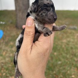 Blue Merle girl - Blue merle female Aussiedoodle puppy in Spring Hill, Florida from Pawprint Dreams Boarding and Kennel