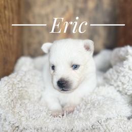 Prince Eric - White male Pomsky puppy in Grass Valley, California from Karalot Pomskies