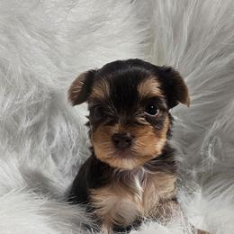 Bo - Chocolate and tan female Yorkshire Terrier puppy in Hamilton, Ohio from Purebred Yorkies of Ohio