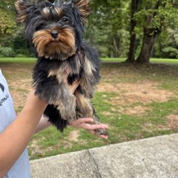 Bugatti - Yorkshire Terrier