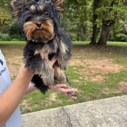 Bugatti - Yorkshire Terrier