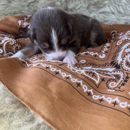 Badger- Black Collar - Red tri-color male Australian Shepherd puppy in Newport, Rhode Island from Wildlings Australian Shepherds