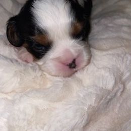 Cavalier King Charles Spaniel Puppies from Cassie’s Cavaliers