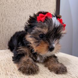 Daisy AKC Price reduced - Black and tan female Yorkshire Terrier puppy in Georgia from Nalley Kennels