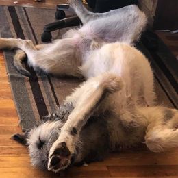 Irish Wolfhound and Pomsky All Grown Up from Bingo's Puppies