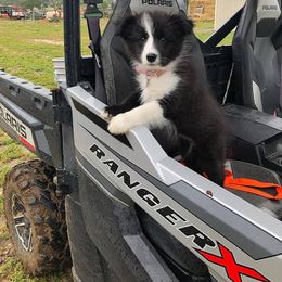 Border Collie Puppies from Balmoral Border Collies