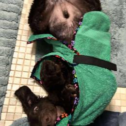 Curly-Coated Retriever Puppies from Betacoil Curly Coated Retrievers