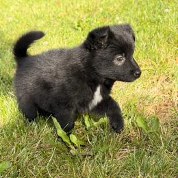 Java - female Nenets Herding Laika puppy in Rockville, Maryland from Skais the Limit