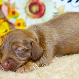 Odin - Chocolate and cream male Dachshund puppy in Bellville, Ohio from JK Mini Doxies