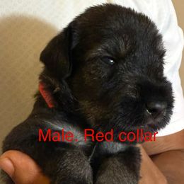Red collar - Pepper and salt male Standard Schnauzer puppy in Hickory Creek, Texas from Dragos Kennel