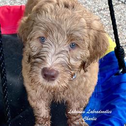 Australian Labradoodle Puppies from Lakeview Labradoodles