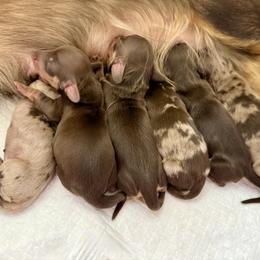 Willow - Chocolate and cream female Dachshund puppy in Alexander, North Dakota from Wild Rose Ridge Doxies